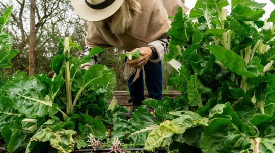 Nagyanyáink tudták, mi a jó: már szedhető ez a kedvenc Nagyanyáink tudták, mi a jó: már szedhető ez a kedvenc