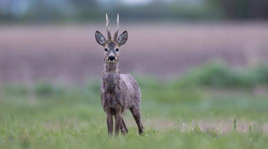 Megfejtették a rejtélyt: ezért számíthatunk rekordtrófeákra a mostani őzbakidényben Megfejtették a rejtélyt: ezért számíthatunk rekordtrófeákra a mostani őzbakidényben
