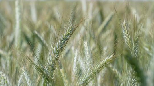 Ön is keresi a minőségi búzatermés zálogát? Nézzük meg a lehetőségeket! Ön is keresi a minőségi búzatermés zálogát? Nézzük meg a lehetőségeket!