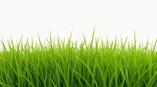 Gyönyörű gyep pár nap alatt? Ez a keverék kell hozzá! Gyönyörű gyep pár nap alatt? Ez a keverék kell hozzá!