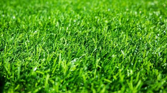 Dús, zöld fű? Ez a filléres trükk a titka!