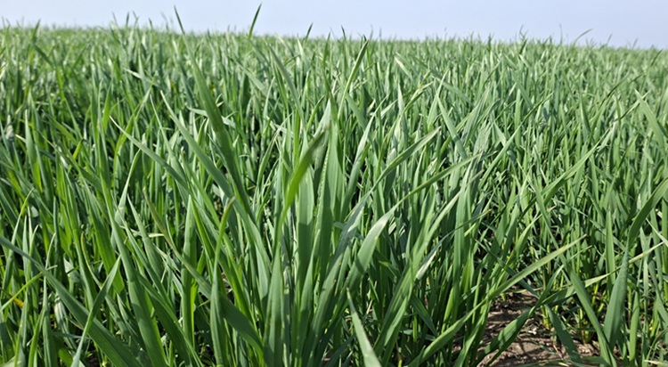 Kapott elég tápanyagot a 7-8 tonnás terméshez? Kapott elég tápanyagot a 7-8 tonnás terméshez?