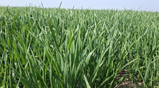 Műtrágyaár-robbanás: megéri elhagyni a növénytáplálást? Műtrágyaár-robbanás: megéri elhagyni a növénytáplálást?