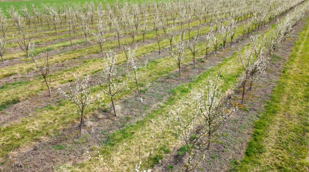 Fekete április a gyümölcsösökben: Megint megtizedelték a mínuszok a termést