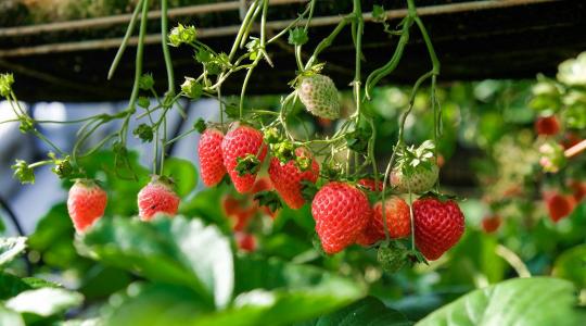 Dupla hozam fele akkora területen? Itt a német szamócatermesztők új receptje Dupla hozam fele akkora területen? Itt a német szamócatermesztők új receptje