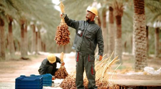 High-tech a sivatagban: Mit kellene megtanulnunk Szaúd-Arábiától? High-tech a sivatagban: Mit kellene megtanulnunk Szaúd-Arábiától?
