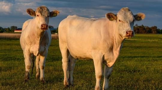 Keszthelyi üzenet a húsmarhatartóknak: van ok az optimizmusra, de egy dologgal nagyon vigyázni kell Keszthelyi üzenet a húsmarhatartóknak: van ok az optimizmusra, de egy dologgal nagyon vigyázni kell