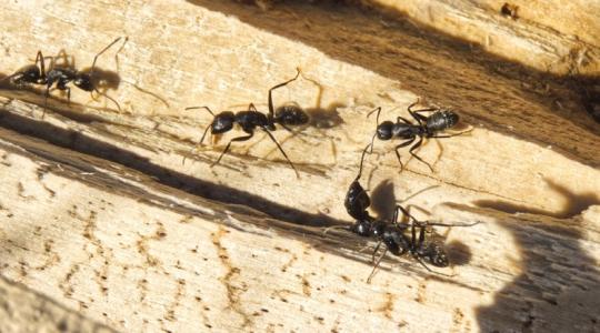 Hangya, liszteske, levéltetű? Így tüntesd el őket pillanatok alatt!