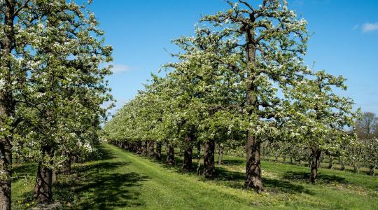Ami dédapáinknak természetes volt, nekünk a túlélést jelentheti