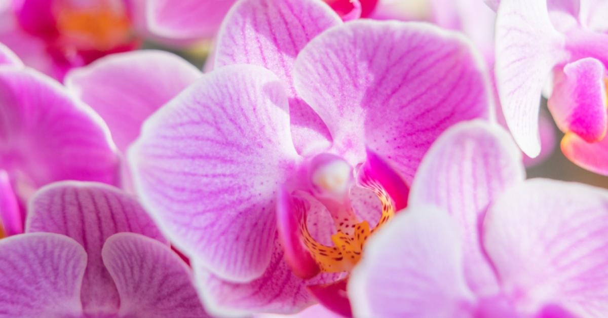 Orchidea: így lesz rajta mindig rengeteg virág! Orchidea: így lesz rajta mindig rengeteg virág!