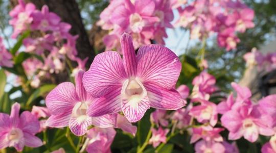 Orchidea: így lesz rajta mindig rengeteg virág!