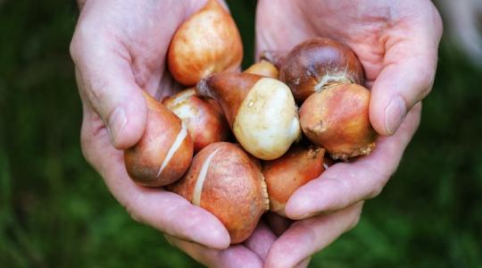 Tulipán, jácint, nárcisz: ettől a 3 titoktól lesznek éveken át gyönyörűek! Tulipán, jácint, nárcisz: ettől a 3 titoktól lesznek éveken át gyönyörűek!