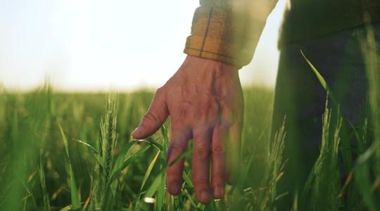 Nyári aratás: egy terményből lényegesen kevesebb lesz a piacon Nyári aratás: egy terményből lényegesen kevesebb lesz a piacon