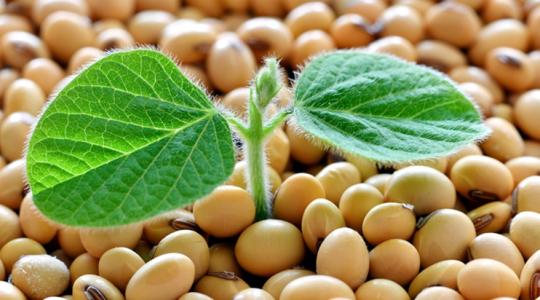 Ezért éri meg a szomszédban a szója