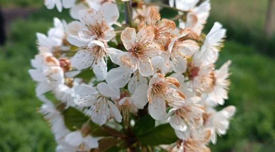 Növényvédelmi előrejelzés: Vetésfehérítő, monília és lisztharmat is fenyegeti a jó termést! Növényvédelmi előrejelzés: Vetésfehérítő, monília és lisztharmat is fenyegeti a jó termést!