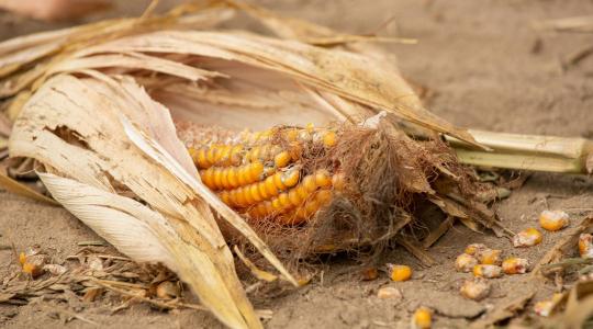 Kiszárad a profit: Ha nem váltunk, a magyar agrárium szerkezeti válsága maga alá temet minket