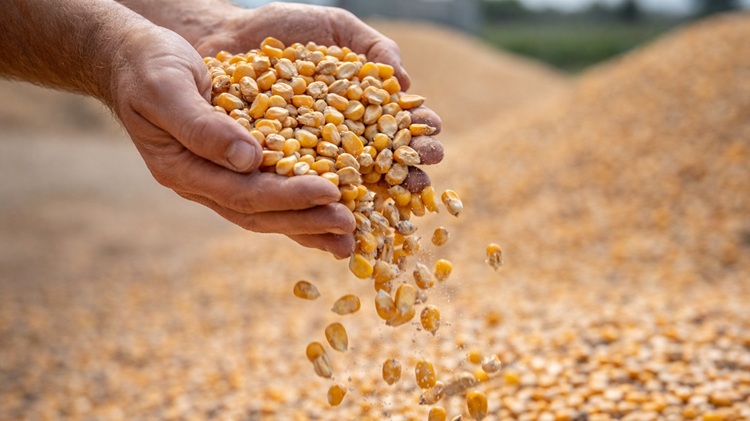 Nem várható áremelkedés a kukorica piacán.