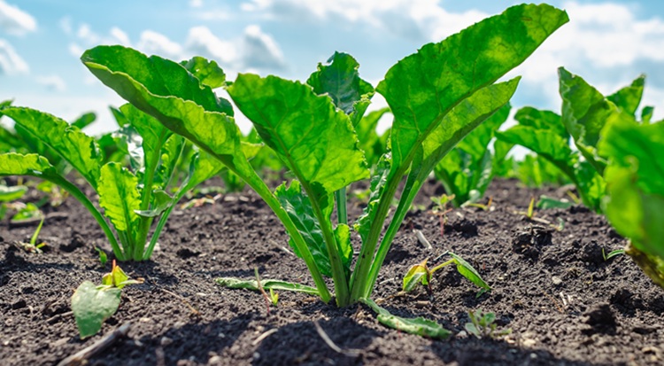 Ilyen árak mellett nehéz visszahozni a cukorrépavetési kedvet
