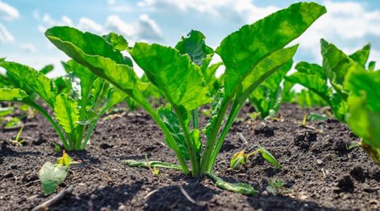 Cukorrépa: javíthat az árakon a drasztikus területcsökkenés?