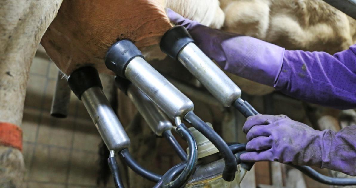 Időzített bomba ketyeg a tejágazatban Időzített bomba ketyeg a tejágazatban