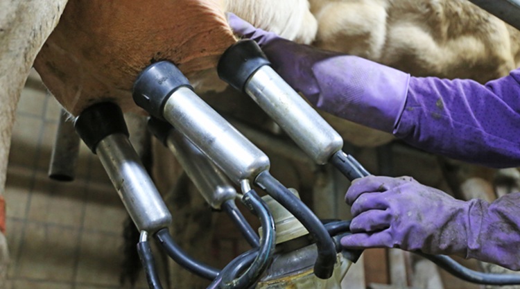 Ha nincs utánpótlás, elapad a tejfolyam