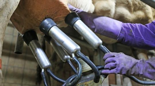 Időzített bomba ketyeg a tejágazatban