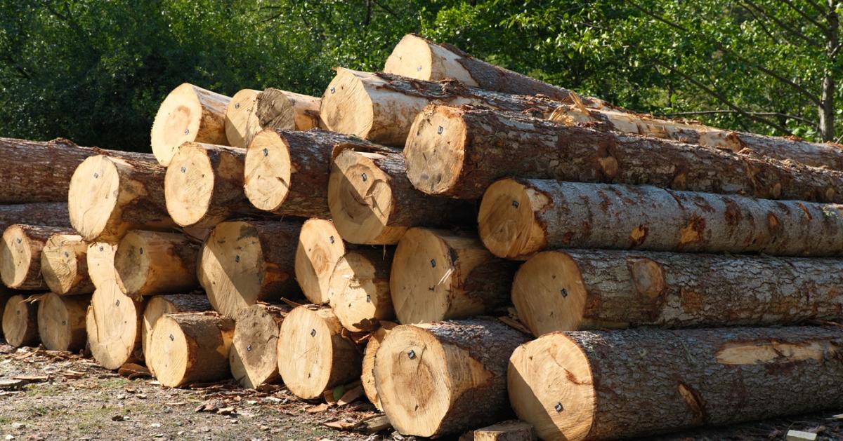 Vihar előtti csend a fapiacon Vihar előtti csend a fapiacon