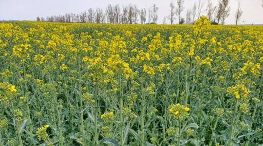 Fagy után aszály: mi vár a repcére és a búzára a következő 8 napban?