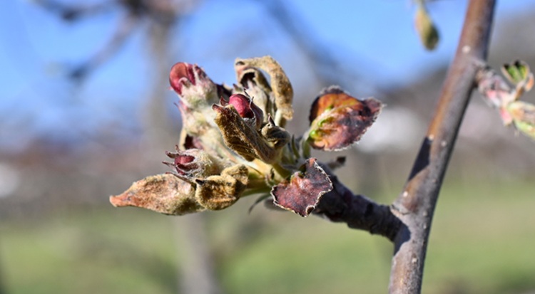 A fagy szinte minden gyümölcsöt érintette, de különböző mértékben