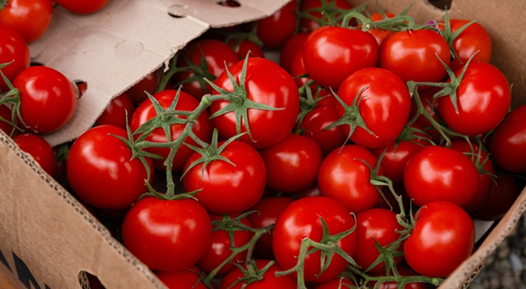 A fürtös paradicsom nagy kedvenc Európában