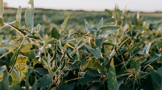 Veszélyben a magyar szójaexport? Ausztria letarolta az uniós piacot