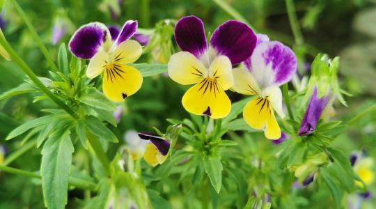 Hova tűnt az ókori tudás? Miért felejtettük el, hogy virágokkal is fűszerezhetünk?