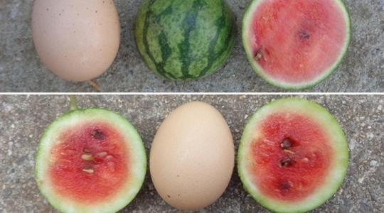 Ilyet még nem láttunk: helytakarékos dinnyetermesztés