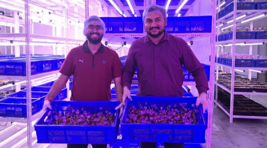 Vége a talajművelésnek? A levegőben lógva terem a világ legdrágább fűszere