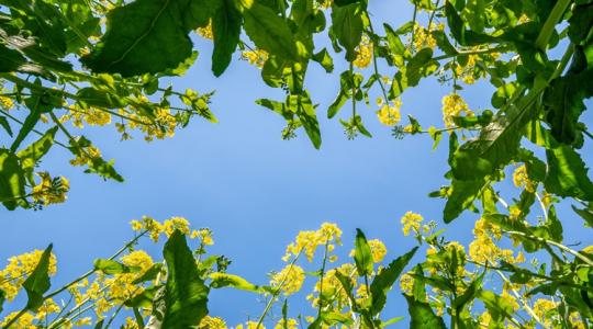 Időjárás: Előbb az eső, később a szél tesz keresztbe a kinti munkáknak