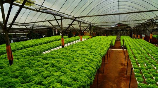 A módszer, amivel 90%-kal kevesebb vízzel is beéri a növény – Mi a titka?