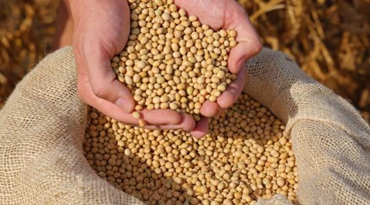 Fal, amibe minden európai szójakereskedő is beleütközik