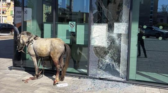 Hihetetlen baleset: üvegfal állította meg a vágtázó állatot