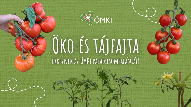 tájfajta paradicsom