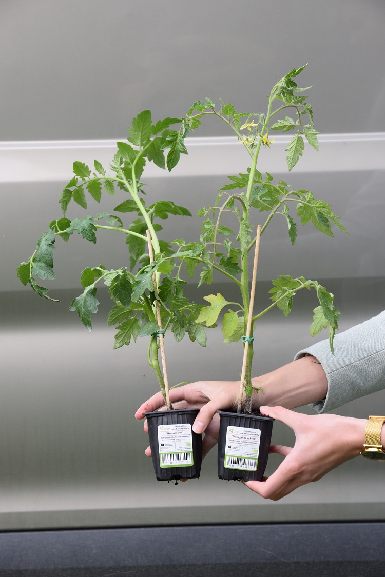 tájfajta paradicsom