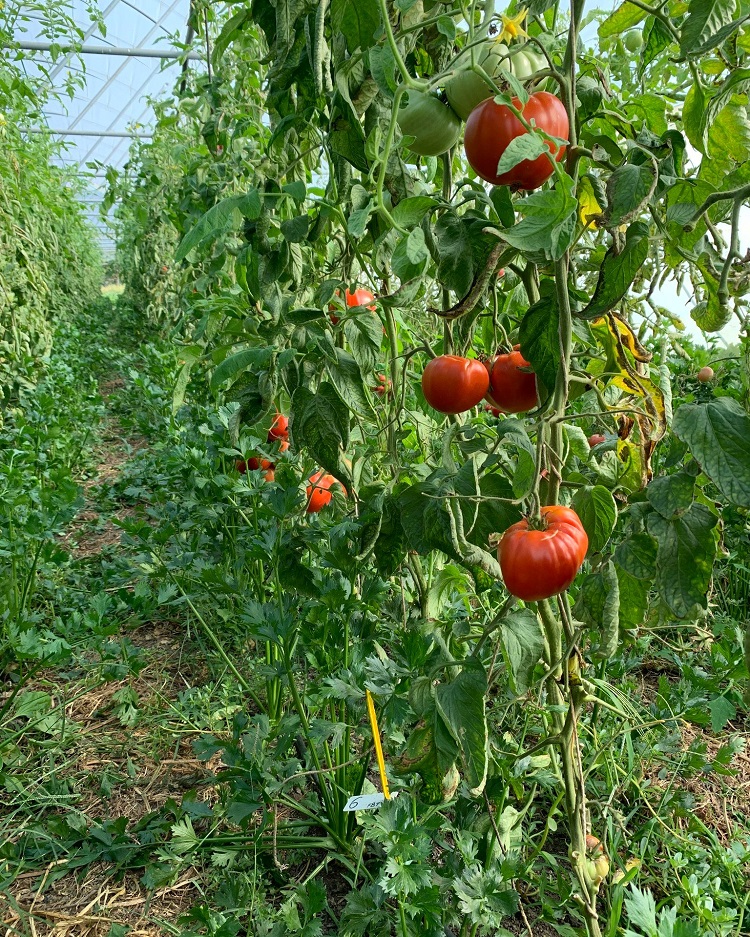 tájfajta paradicsom