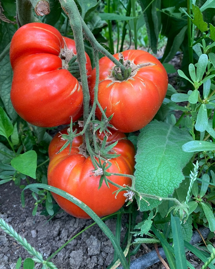 tájfajta paradicsom