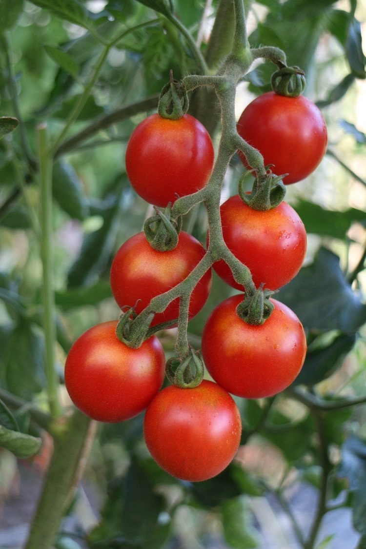 tájfajta paradicsom