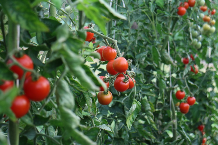 tájfajta paradicsom