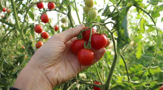 Sikeres bio-kertészkedés az alapoktól: Így nevelhetünk bőséges termést tájfajta paradicsomból