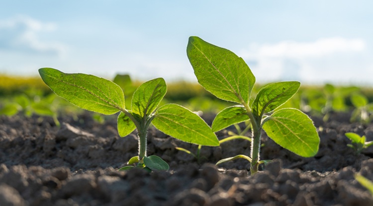 Történelmi rekordot ír a napraforgó