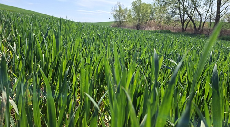 A búza alig nőtt, és nem tudja kinyomni a kalászt
