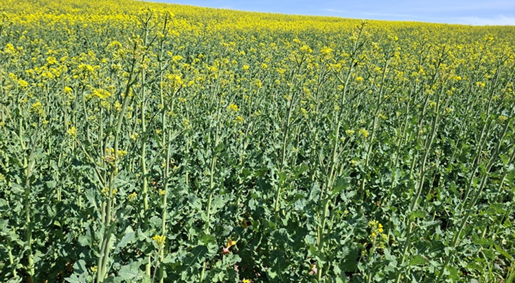 	 A repcének alig van oldalhajtása