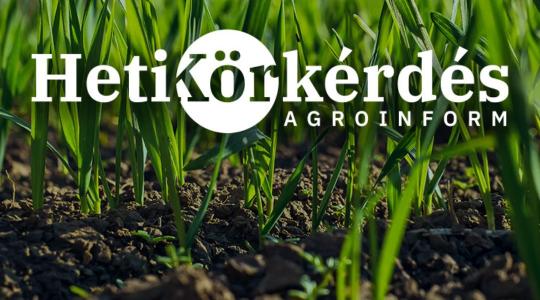 Miért fontos a megfelelő időzítés a levél- és kalászbetegségek elleni védekezésben? – Heti Körkérdés