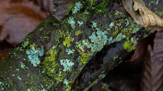Te tudod, mit jelentenek ezek a színes foltok?